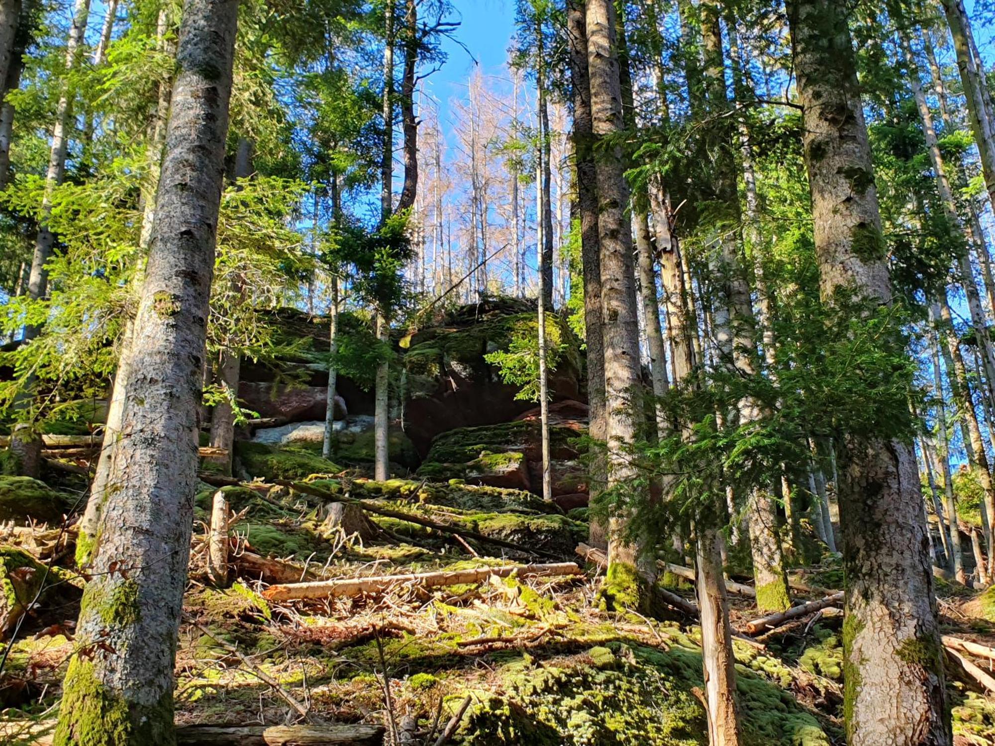 Вилла La Gambas Des Bois Saint-Quirin Экстерьер фото